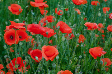 Red Poppy Flowers