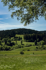 Fototapeta premium Greeny Land, The black forest region, Germany