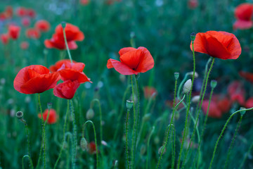 Obraz premium Czerwone kwiaty maku