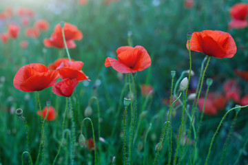 Obraz premium Czerwone kwiaty maku