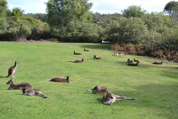 Kangaroos Lounging in the winter sun