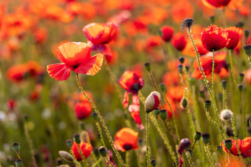 Close Up View of Poppy Flowers at Dawn