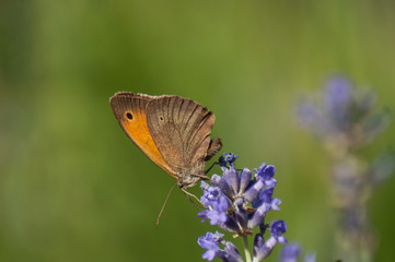 Closeup of orange butterfly on purple flowers of lavender in a field