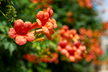 Beautiful flowers of the trumpet vine or trumpet creeper-Campsis radicans