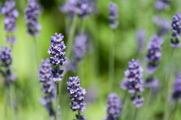 closeup of purple flowers of lavender in a field