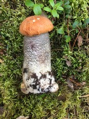mushroom in the forest