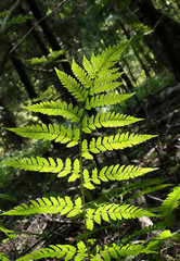 Branch of fern in summer forest