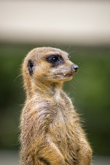 suricate