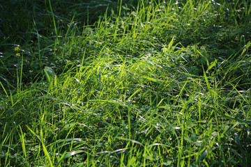 Green grass and sunlight
