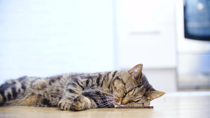 British cat in love with the wooden stick