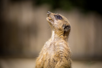 suricate