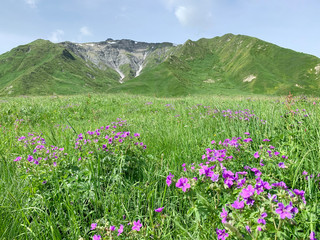 Obraz premium Russia, North Ossetia. Flowering of geranium (Geranium gymnocaulon) in Zrug gorge in June