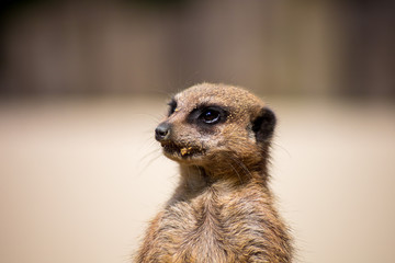 suricate