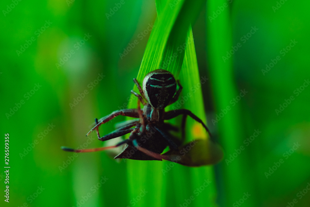 Canvas Prints spider caught a beetle and lets poison into it and keeps it on the grass