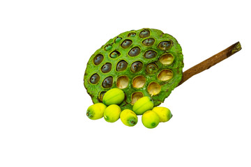 seeds and seed pod of lotus on the white background with clipping  path