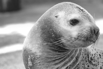 M&auml;hnenrobben Portrait