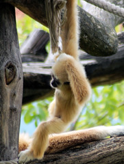 Weisshand Gibbon Baby