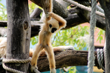 Weisshand Gibbon Baby