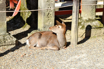 奈良県　春日大社