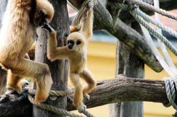Weisshand Gibbon Baby
