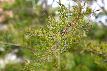 Branches of juniper shrub