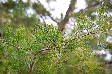 Branches of juniper shrub