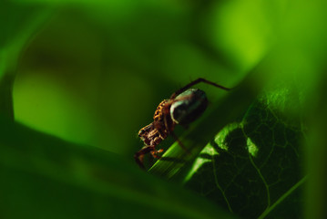 Macro photo of a spider on the grass