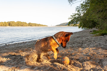 Small mixed breed dog playing at the river beach in the sand with his toys. Dog, summer lifestyle and vacation concept.