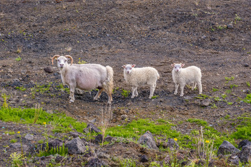 Sheeps seen from a road near Reykjahlid town in Myvatn region, located in north part of Iceland