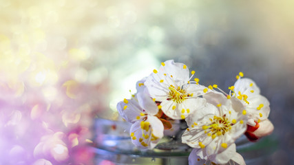 Sakura blossom on blurred background, spring flowers.  