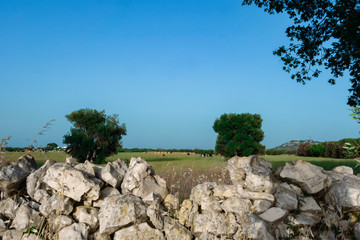 cows on pasture at sunset during summer