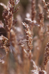 dried grass in the meadow with blurred background