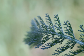 texture of dill fragrant close-up