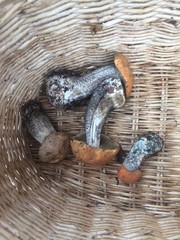 mushrooms in the busket