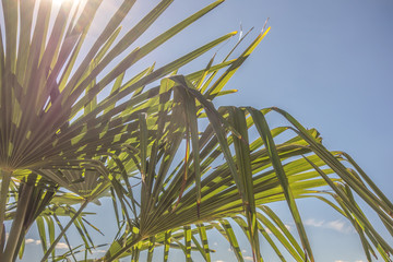 Palm leaves with sun beams close-up