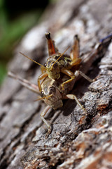 process of mating grasshoppers on a natural background