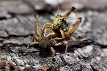 the process of mating grasshoppers on a natural background