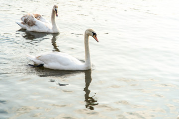 Swans are swimming on the Vistula river in Krakow, Poland.