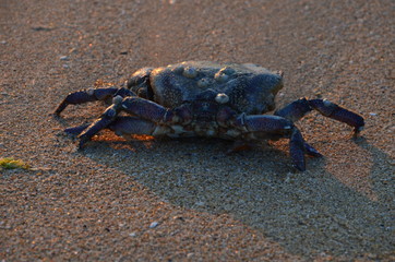 crab on the beach