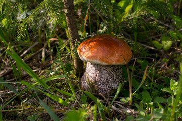 A large orange-cap boletus under the tree. Edible mushroom in nature.