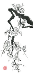 A branch of a blossoming sakura. Contour   flowers of plum mei and  wild cherry . Watercolor and ink illustration of tree in style sumi-e, go-hua,  u-sin. Oriental traditional painting.