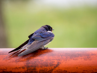 Smoke swallow resting on a pole
