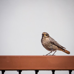 Sparrow on a fence