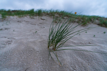 Grasbüschel in Sanddünenlandschaft