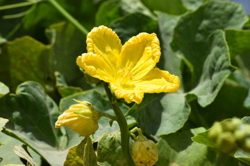 vegetable yellow flower in garden