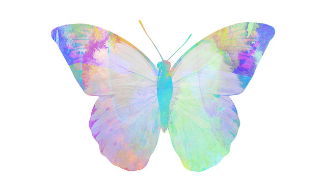 Fototapeta watercolor butterfly. tropical insect for design. isolated on white background