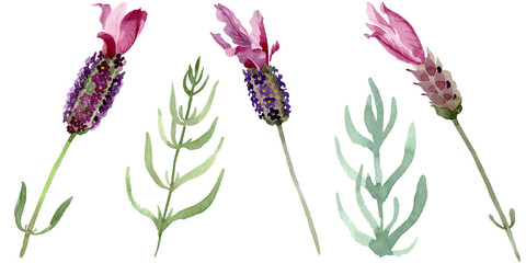 Purple lavender floral botanical flowers. Watercolor background set. Isolated lavender illustration element.