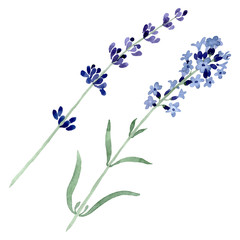 Violet lavender floral botanical flower. Watercolor background illustration set. Isolated lavender illustration element.