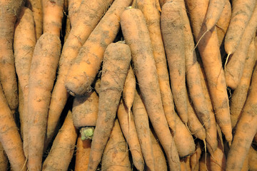 carottes des sables