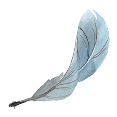 Bird feather from wing isolated. Watercolor background illustration set. Isolated feathers illustration element.